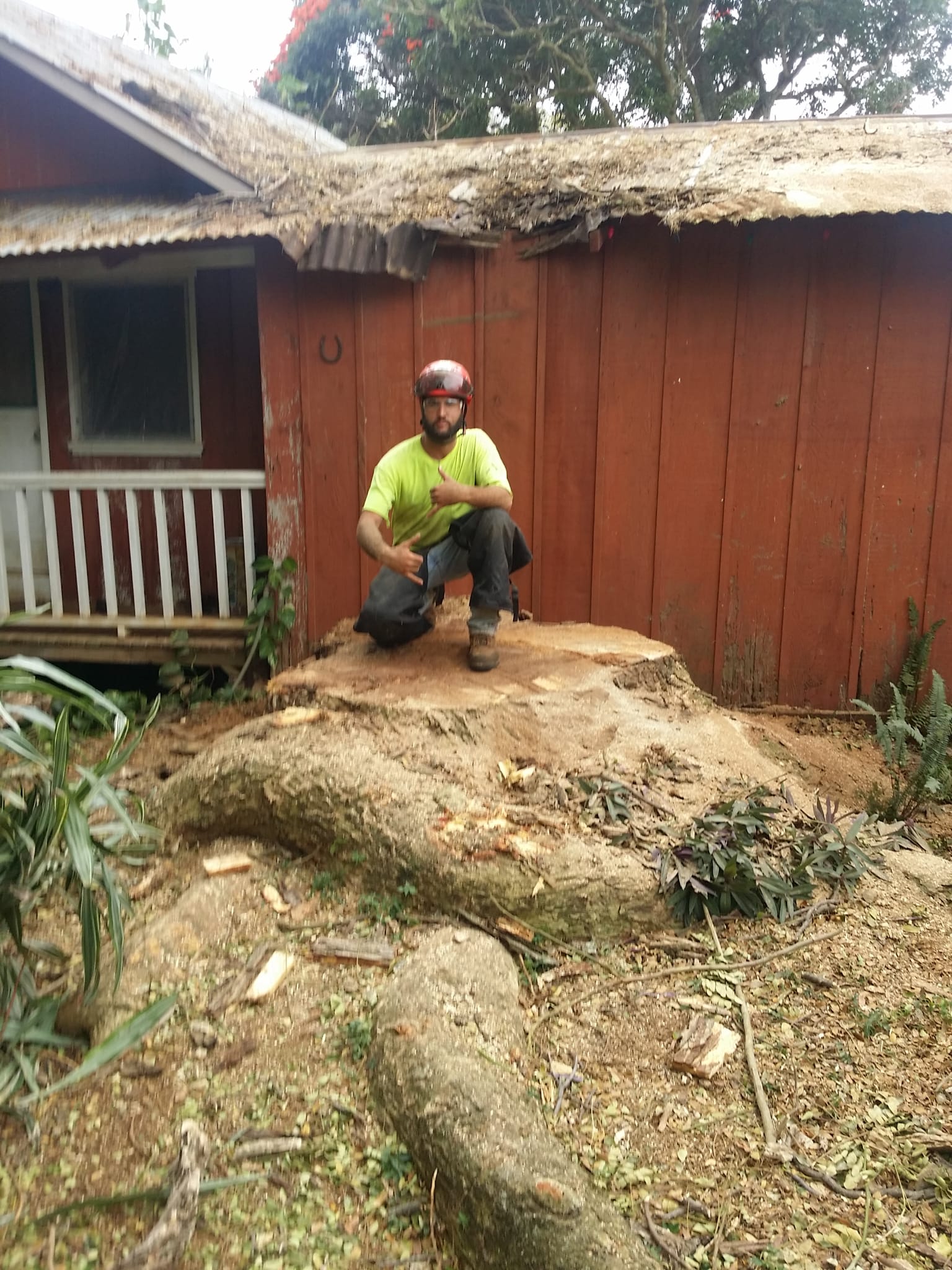 Large tree removal